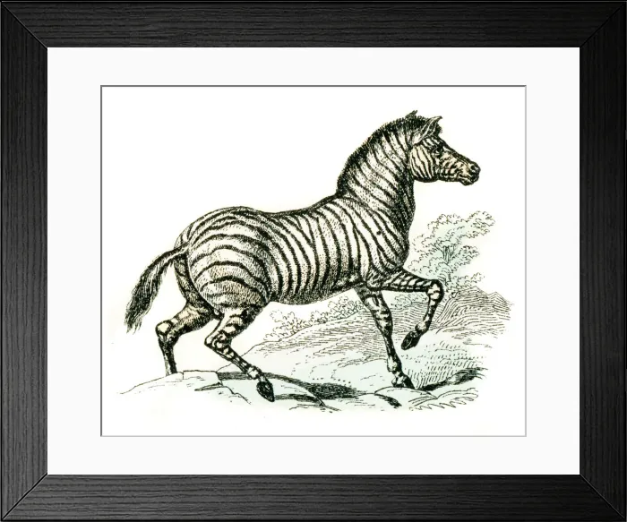 Framed Print : Zebra engraving 1872 Framed Print : Zebra engraving 1872