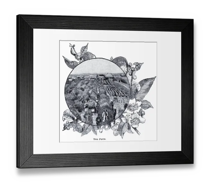Framed Print : Tea farm engraving 1896 Framed Print : Tea farm engraving 1896