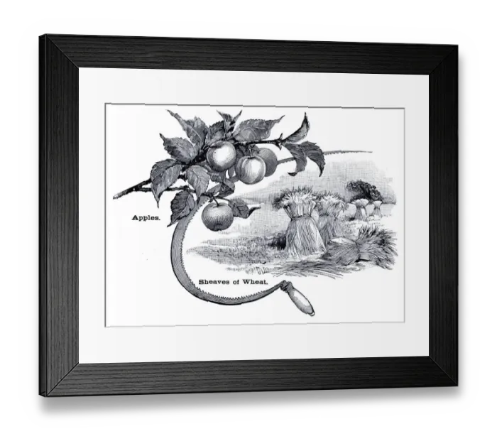 Framed Print : Apples, sickle and wheat engraving 1896 Framed Print : Apples, sickle and wheat engraving 1896