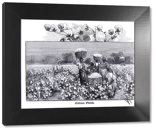 Cotton field engraving 1896