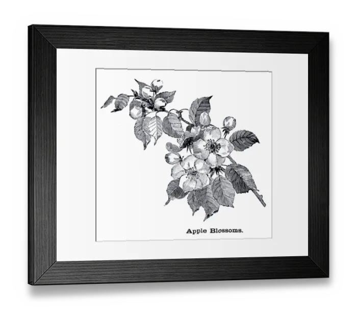 Framed Print : Apple blossoms engraving 1896 Framed Print : Apple blossoms engraving 1896