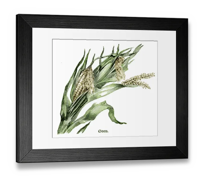 Framed Print : Corn plant engraving 1896 Framed Print : Corn plant engraving 1896