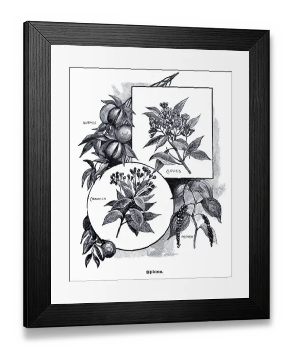 Framed Print : Spices cloves, pepper, cinnamon, nutmeg engraving 1896 Framed Print : Spices cloves, pepper, cinnamon, nutmeg engraving 1896