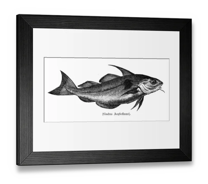 Framed Print : Haddock engraving 1897 Framed Print : Haddock engraving 1897
