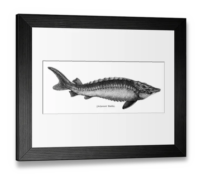 Framed Print : European sea sturgeon fish engraving 1897 Framed Print : European sea sturgeon fish engraving 1897