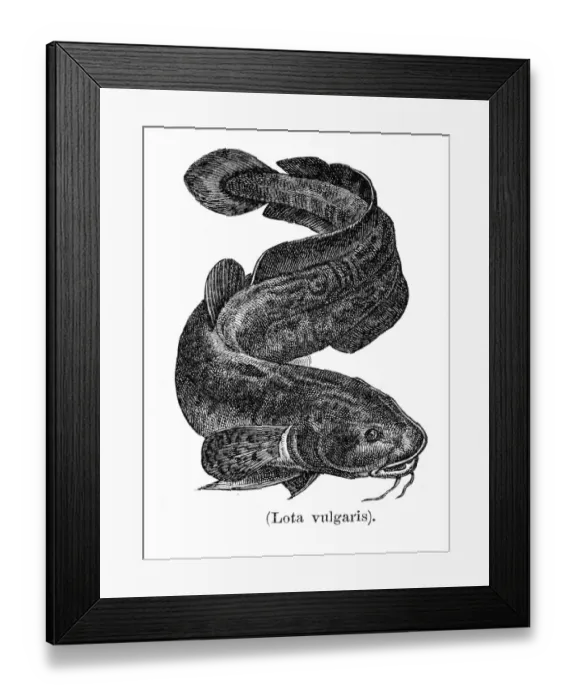 Framed Print : Burbot engraving 1897 Framed Print : Burbot engraving 1897