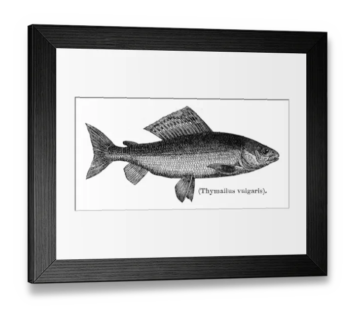 Framed Print : Grayling fish engraving 1897
