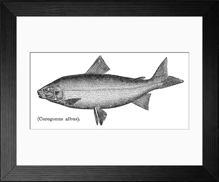 Framed Print : Common Whitefish of Lake Erie engraving 1897 Framed Print : Common Whitefish of Lake Erie engraving 1897