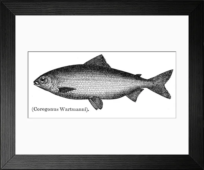 Framed Print : Blue whitefish engraving 1897 Framed Print : Blue whitefish engraving 1897