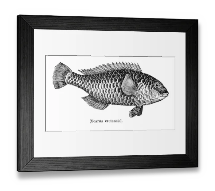 Framed Print : Parrot fish engraving 1897 Framed Print : Parrot fish engraving 1897