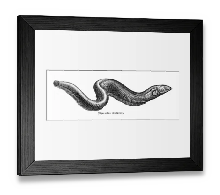 Framed Print : Banded knifefish fish engraving 1897 Framed Print : Banded knifefish fish engraving 1897