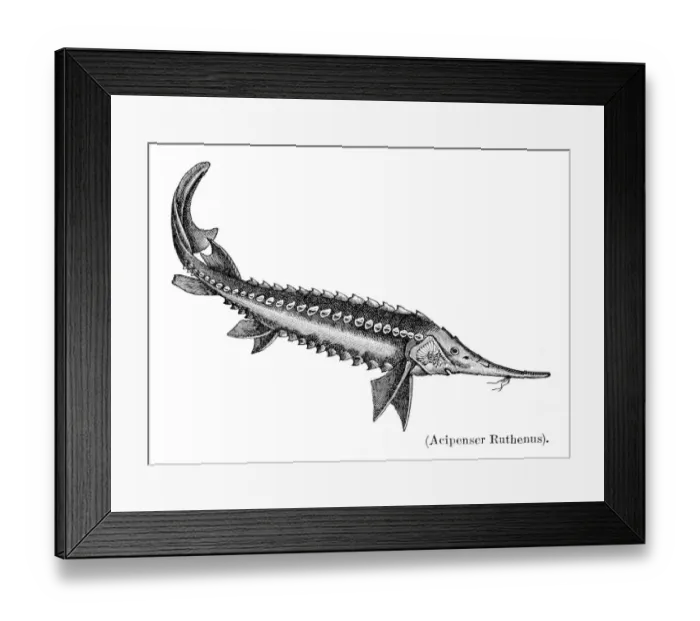 Framed Print : Sturgeons fish engraving 1897 Framed Print : Sturgeons fish engraving 1897