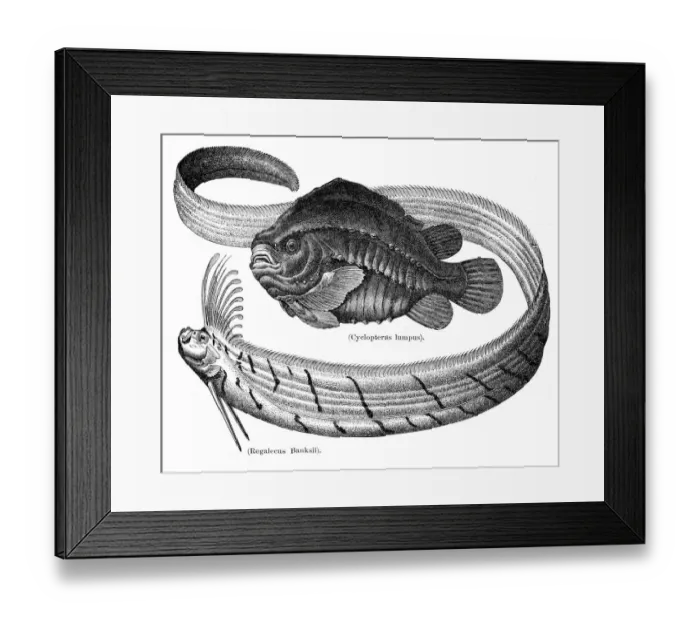 Framed Print : Lumpfish and oarfish engraving 1897 Framed Print : Lumpfish and oarfish engraving 1897