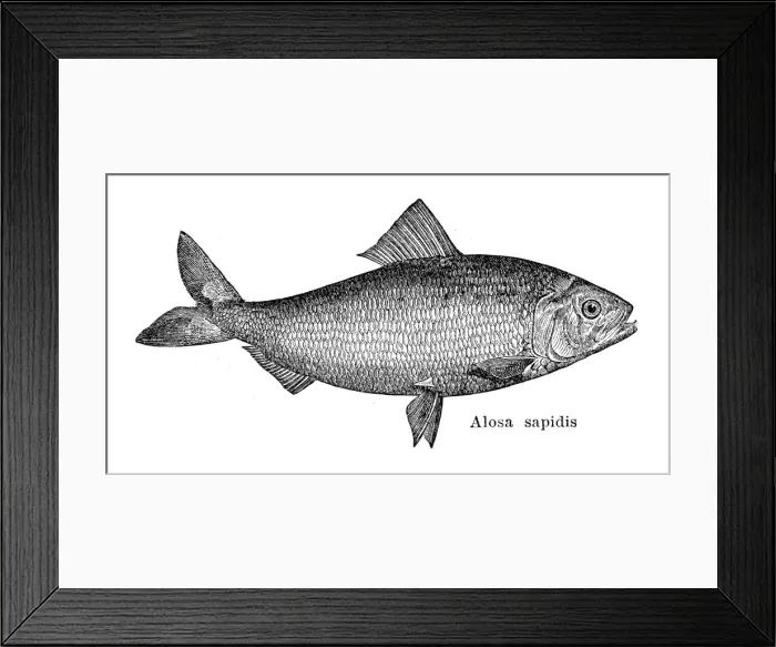 Framed Print : American shad engraving 1897 Framed Print : American shad engraving 1897