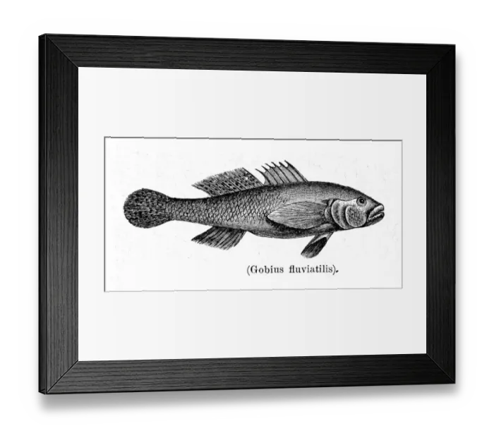 Framed Print : Goby fish engraving 1897 Framed Print : Goby fish engraving 1897