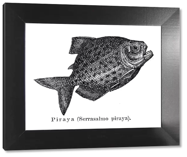 Piranha fish engraving 1897