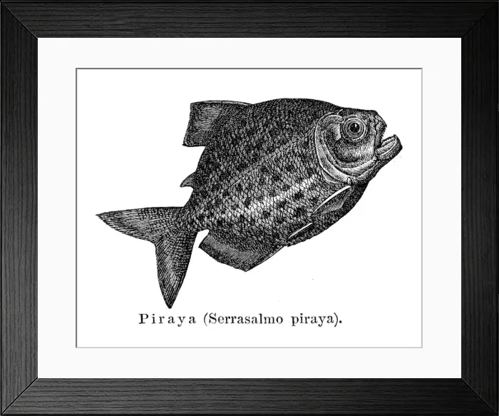 Framed Print : Piranha fish engraving 1897 Framed Print : Piranha fish engraving 1897