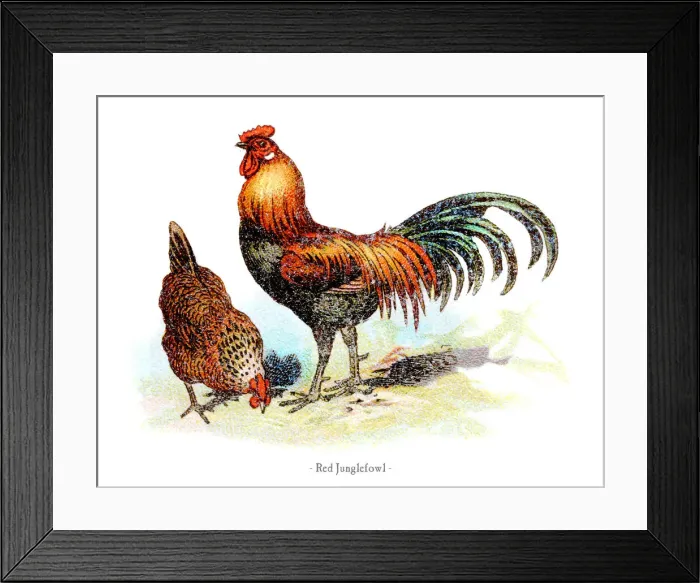 Framed Print : Red junglefowl chicken chromolithography 1882 Framed Print : Red junglefowl chicken chromolithography 1882