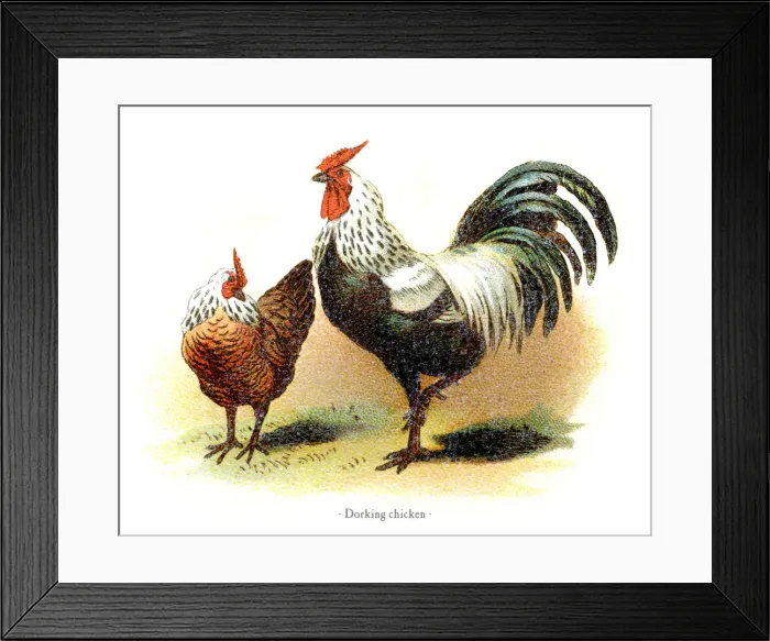 Framed Print : Dorking chicken chromolithography 1882