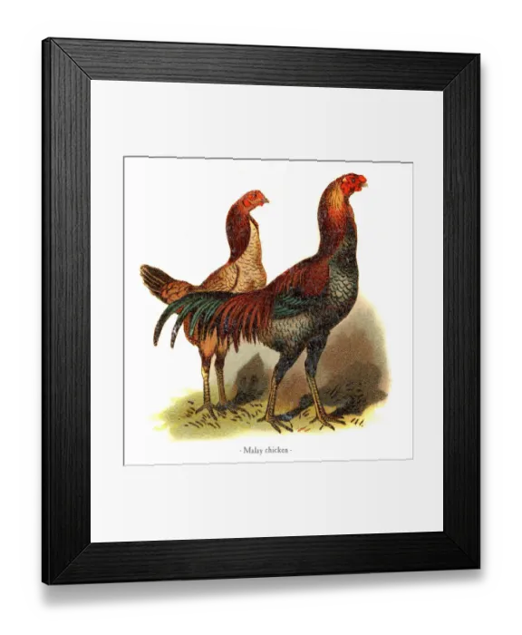 Framed Print : Malay chicken chromolithography 1882 Framed Print : Malay chicken chromolithography 1882