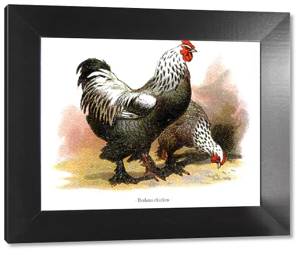 Brahma chicken chromolithography 1882