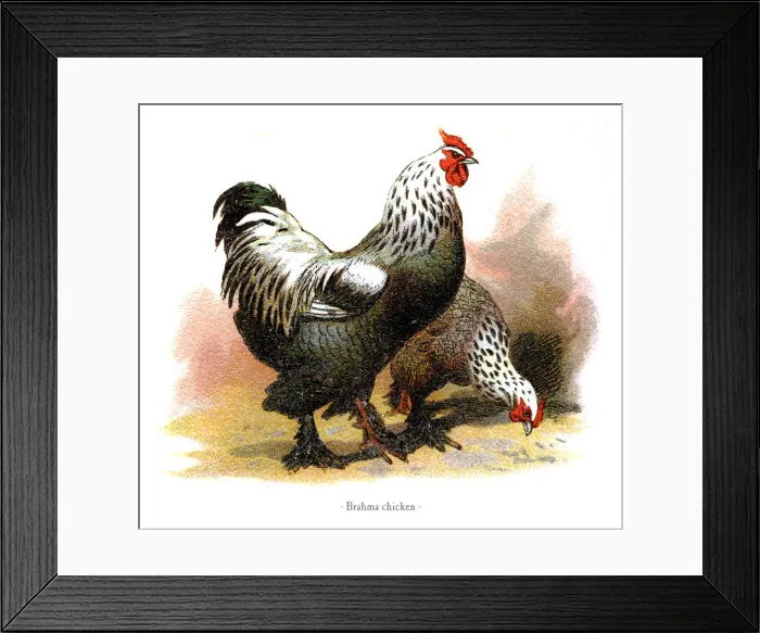 Framed Print : Brahma chicken chromolithography 1882 Framed Print : Brahma chicken chromolithography 1882