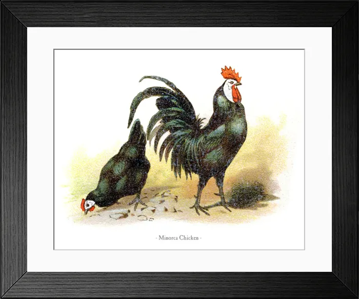 Framed Print : Minorca chicken chromolithography 1882 Framed Print : Minorca chicken chromolithography 1882