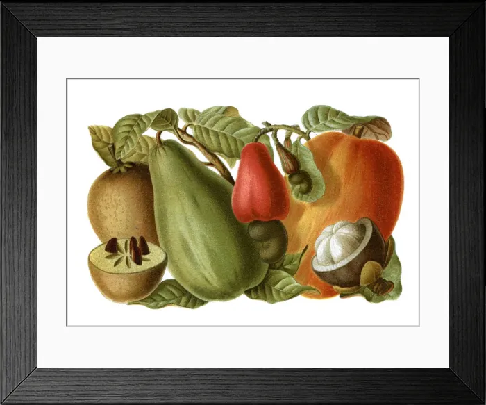 Framed Print : Tropical fruits lithography 1897 Framed Print : Tropical fruits lithography 1897