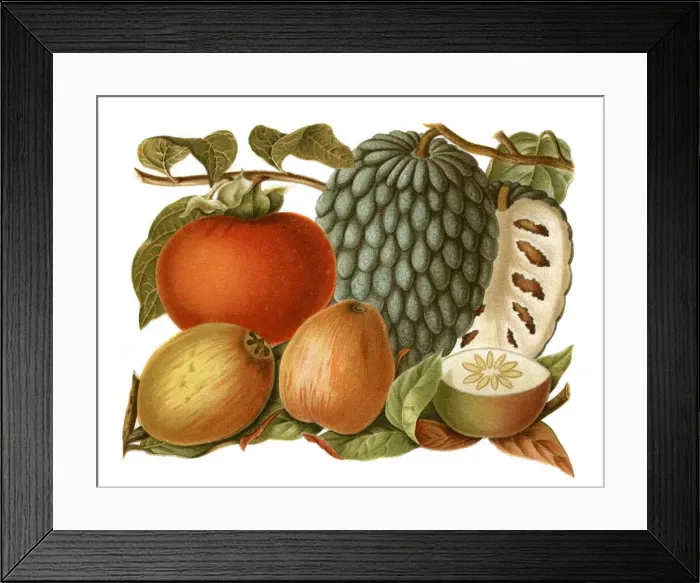 Framed Print : Tropical fruits lithography 1897 Framed Print : Tropical fruits lithography 1897