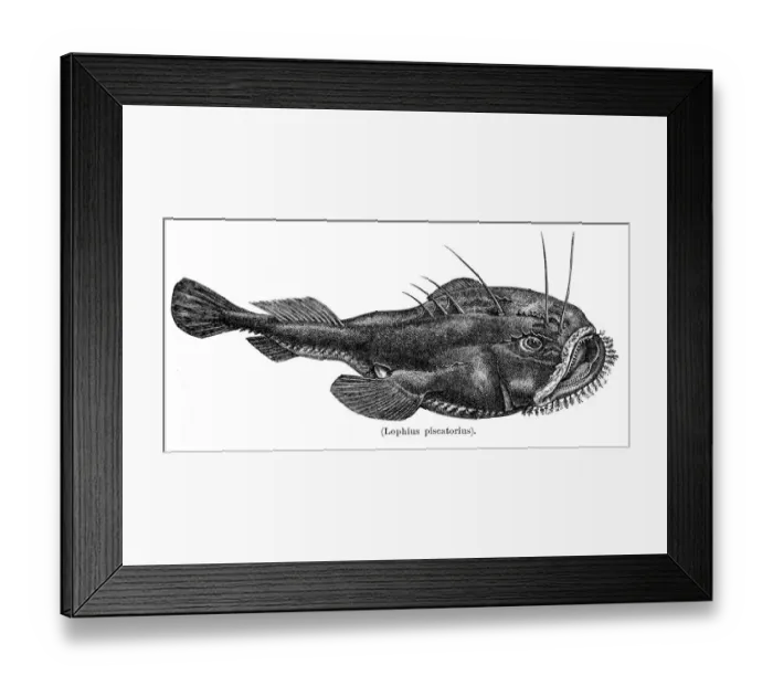 Framed Print : Angler or Monkfish engraving 1897 Framed Print : Angler or Monkfish engraving 1897