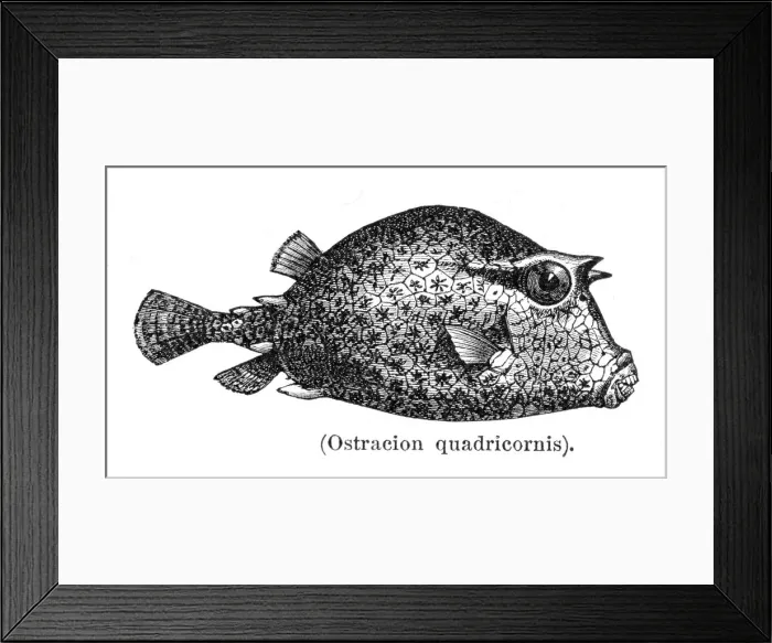 Framed Print : Scrawled cowfish engraving 1897