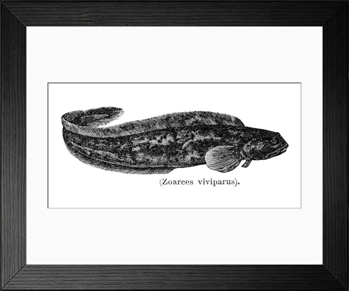 Framed Print : Eel engraving 1897 Framed Print : Eel engraving 1897
