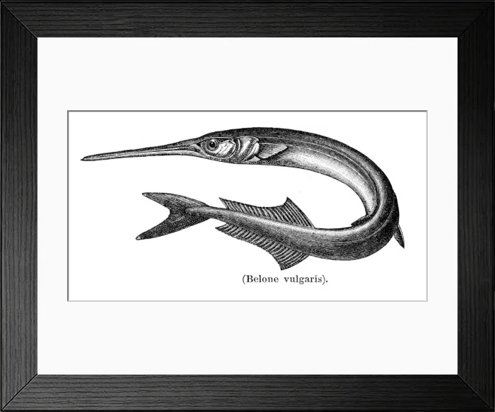 Framed Print : Garfish sea needle engraving 1897