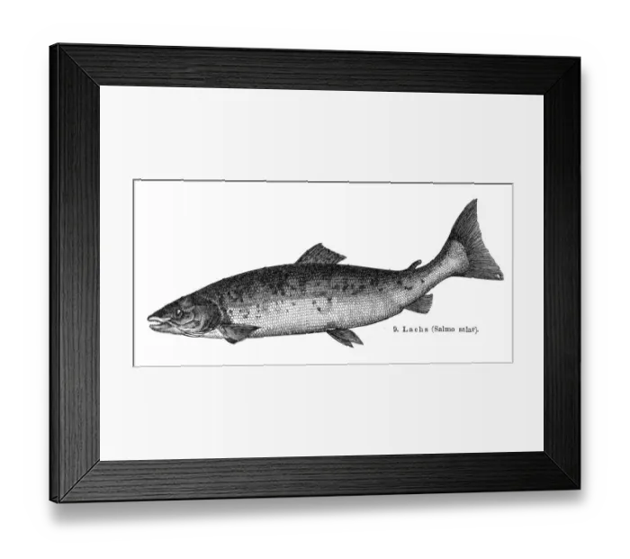 Framed Print : Atlantic salmon engraving 1897 Framed Print : Atlantic salmon engraving 1897