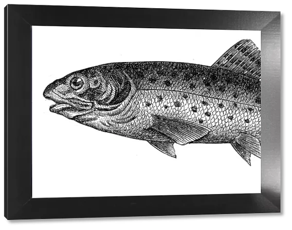 Brown trout engraving 1897