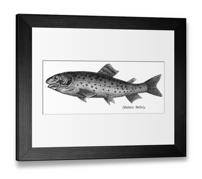 Framed Print : Brown trout engraving 1897
