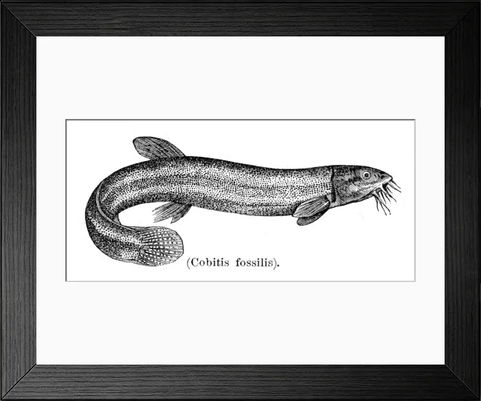 Framed Print : Weatherfish Loach engraving 1897 Framed Print : Weatherfish Loach engraving 1897