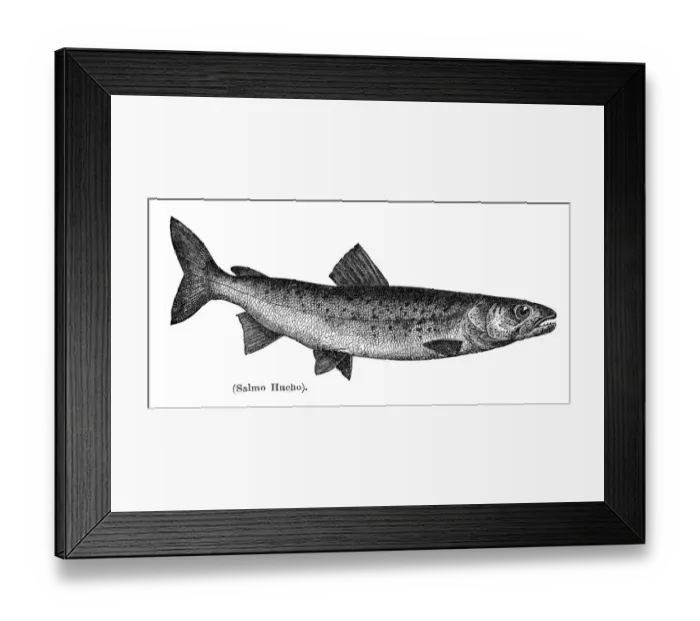 Framed Print : Danube salmon engraving 1897 Framed Print : Danube salmon engraving 1897