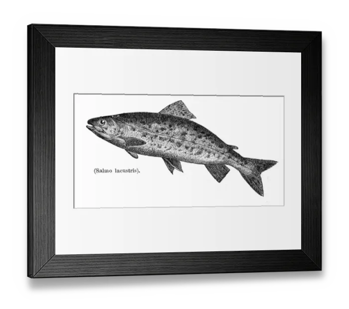 Framed Print : River trout engraving 1897