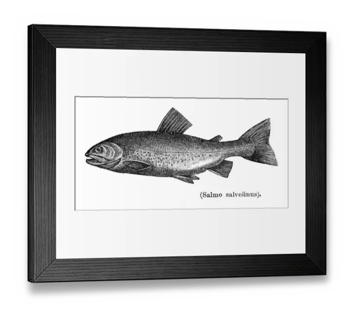 Framed Print : Artic charr salmon engraving 1897 Framed Print : Artic charr salmon engraving 1897