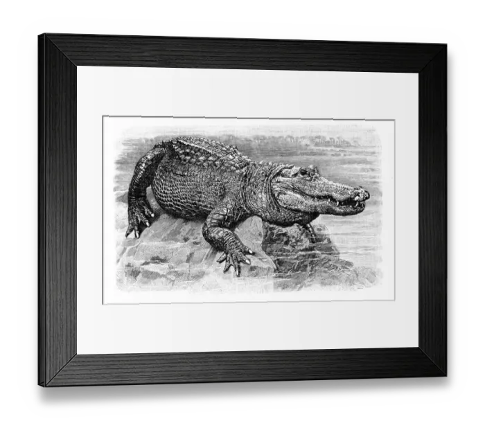 Framed Print : Alligator engraving 1896 Framed Print : Alligator engraving 1896