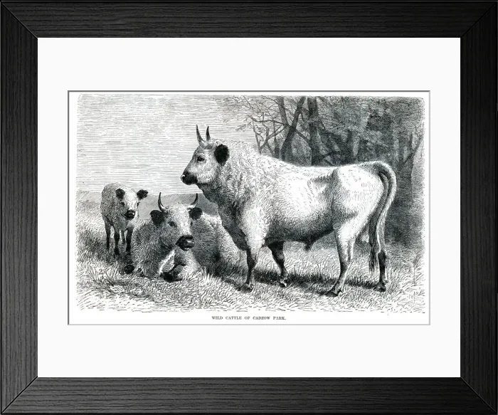 Framed Print : Wild cattle engraving 1896