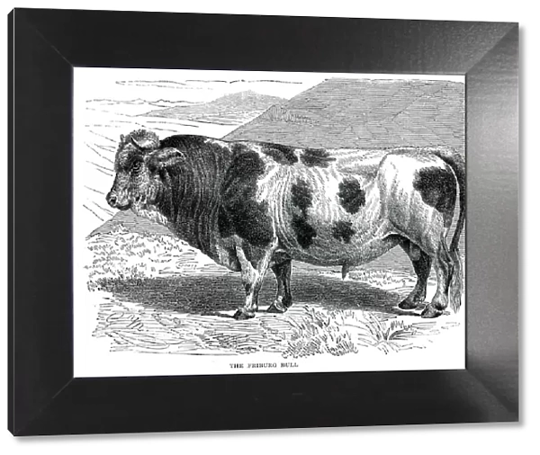 Friburg bull engraving 1896