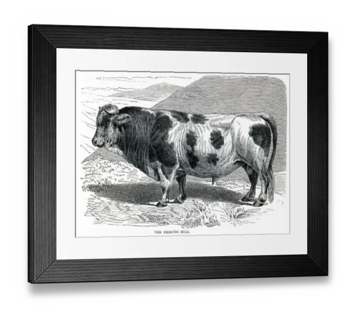 Framed Print : Friburg bull engraving 1896 Framed Print : Friburg bull engraving 1896