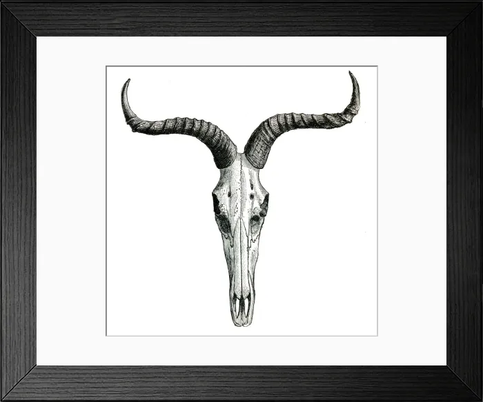 Framed Print : Cattle skull and horns engraving 1896 Framed Print : Cattle skull and horns engraving 1896