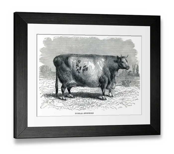 Framed Print : Durham shorthorn bull engraving 1896 Framed Print : Durham shorthorn bull engraving 1896