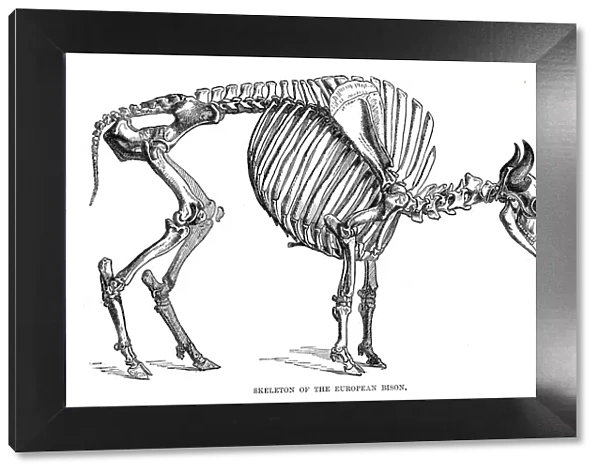 Skeleton of the european bison engraving 1896