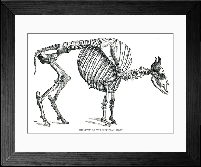 Framed Print : Skeleton of the european bison engraving 1896 Framed Print : Skeleton of the european bison engraving 1896