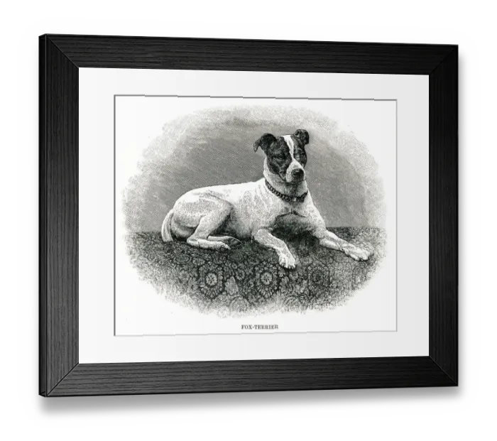 Framed Print : Fox terrier dog engraving 1896 Framed Print : Fox terrier dog engraving 1896