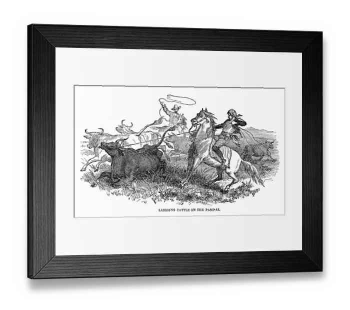 Framed Print : Lassoing cattle on the Pampas 1867 Framed Print : Lassoing cattle on the Pampas 1867